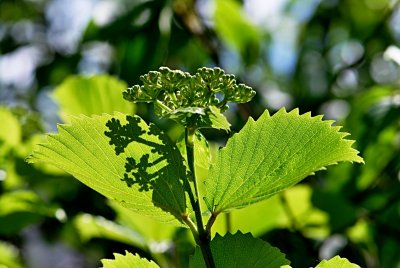 Viburnum dentatum - kalina zubatá - listy s žilnatinou a budoucí květenství 